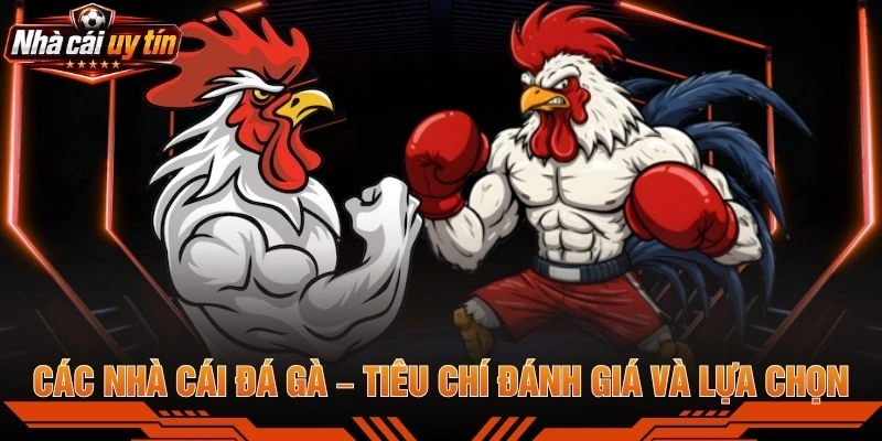 Các Nhà Cái Đá Gà – Tiêu Chí Đánh Giá Và Lựa Chọn